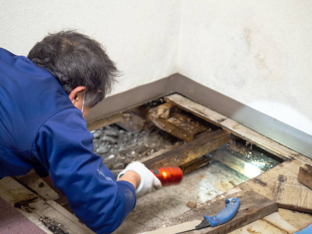 Best Black Mold Removal  in Jasper, TX
