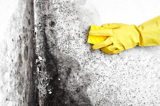 Best Toxic Mold Removal  in Jasper, TX