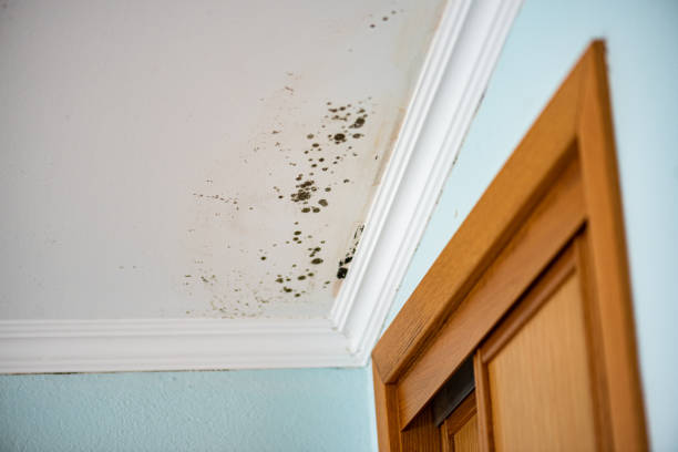 Best Emergency Mold Removal  in Jasper, TX