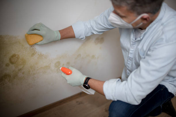 Best Commercial Mold Removal  in Jasper, TX