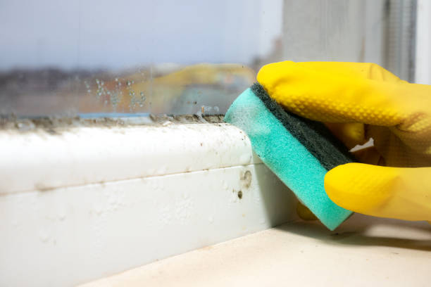 Best Mold Cleaning Services  in Jasper, TX