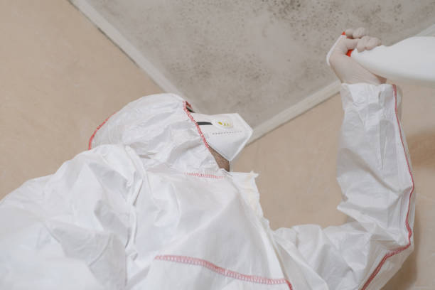 Best Same-Day Mold Removal  in Jasper, TX
